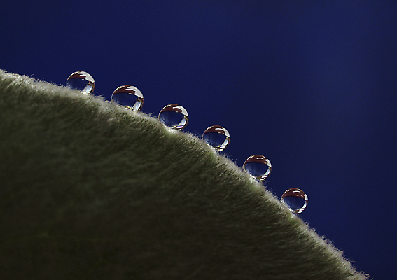 포토 JPG 해외이미지 식물 백그라운드 잎 자연 3 사람없음 초록색 물 물방울 떨어짐 이슬 묘사 질감 해외포토 자연요소 컬러 컨셉 생태계 파일형식 이미지허브