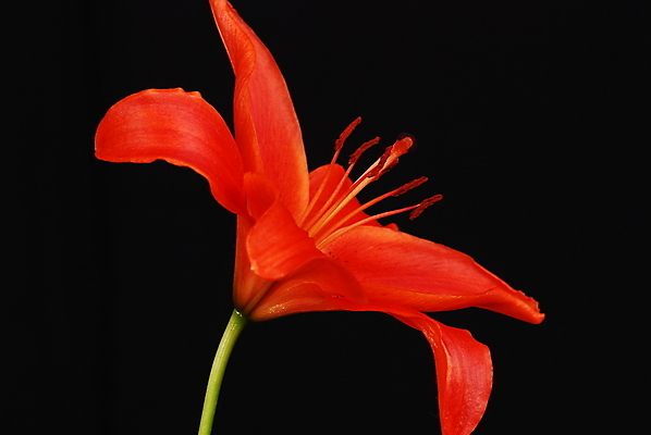 포토 JPG 해외이미지 꽃 사람없음 빨간색 검은색 클래식 백합 해외포토 식물 컬러 컨셉 파일형식 이미지허브