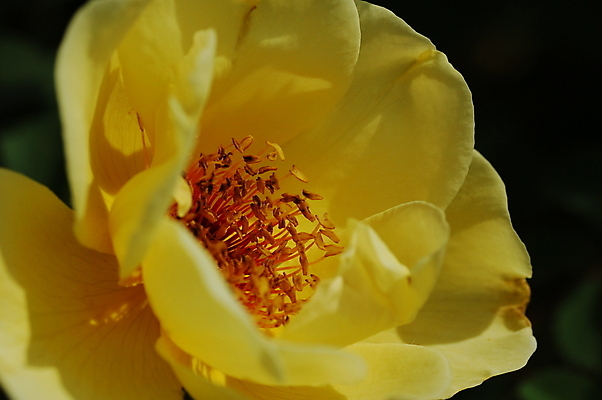 포토 JPG 해외이미지 꽃 사람없음 초록색 여름 태양 장미 노란색 해외포토 자연요소 식물 계절 컬러 파일형식 이미지허브