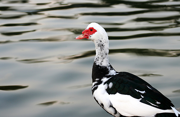 포토 JPG 해외이미지 동물 응시 호수 야생동물 날개 자연 조류 생물 오리 사람없음 물 강 컬러풀 검은색 미국 흰색 연못 황무지 닫기 강가 깃털 사냥 부리 물새 청둥오리 물갈퀴 계산서 생태학 해외포토 자연요소 시선 교육 컬러 북아메리카 모션 생태계 파일형식 이미지허브