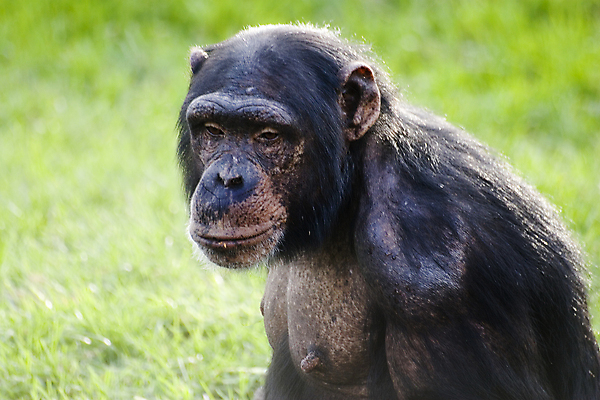 포토 JPG 해외이미지 동물 음식 포즈 포유류 관리 미술 미소 사람없음 공구 원숭이 막대기 모피 먹기 귀 코믹 유인원 고릴라 침팬지 해외포토 모션 문화예술 표정 신체부위 도구 파일형식 이미지허브
