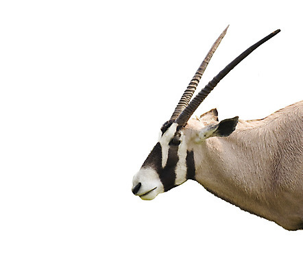 포토 JPG 해외이미지 동물 포유류 아프리카 초식동물 털 뿔 사람없음 사막 사파리 영양 가젤 무료 해외포토 나라 파일형식 이미지허브