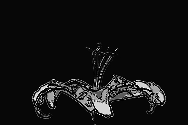 포토 JPG 해외이미지 꽃 사람없음 검은색 회색 클래식 백합 해외포토 식물 컬러 컨셉 파일형식 이미지허브