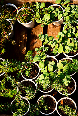 포토 JPG 해외이미지 식물 꽃 지구 잎 꽃무늬 농업 채소 건강 사람없음 초록색 물 쌓기 바구니 정원 봄 성장 벚꽃 침대 신선 냄비 원예 토기 묘목 심기 정중 세련 해외포토 자연요소 나무 계절 산업 컬러 가구 컨셉 무늬 모션 취미 용기_그릇 솥 파일형식 이미지허브