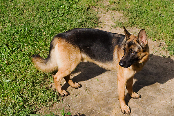 포토 JPG 해외이미지 주간 사람없음 야외 반려동물 슬픔 기다림 개 사냥개 셰퍼드 해외포토 자연요소 동물 감정 포유류 모션 파일형식 이미지허브