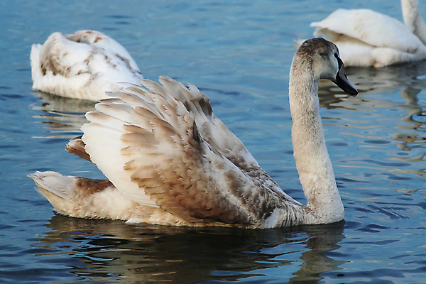 포토 JPG 해외이미지 물결 바다 날개 조류 사람없음 물 파란색 갈색 수영 흰색 깃털 꼬리 시력 부리 백조 목 계산서 해외포토 자연요소 동물 컬러 신체부위 수상스포츠 파일형식 이미지허브