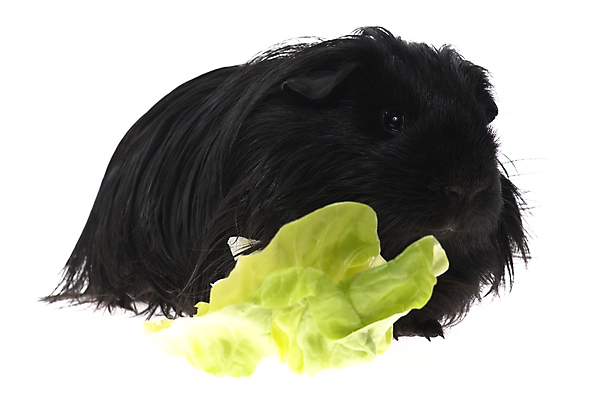 포토 JPG 해외이미지 한마리 사람없음 검은색 배추 기니피그 배추잎 해외포토 1 컬러 채소 포유류 파일형식 이미지허브