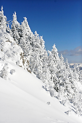 포토 JPG 해외이미지 나무 여행 겨울 자연 하늘 휴가 산 사람없음 파란색 뷰티 얼음 추위 흰색 신선 소나무 숲 가루 상록수 침엽수 탐사 전나무 눈보라 공터 내추럴 깊이 묘목 삼나무 절정 가문비나무 카피스페이스 해외포토 자연요소 식물 계절 컬러 눈_날씨 공백 생태계 파일형식 이미지허브