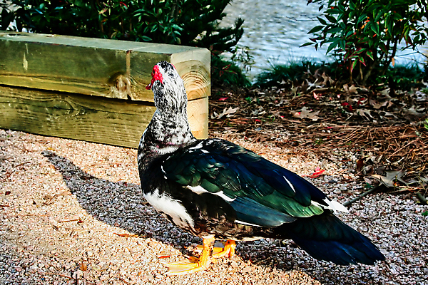 포토 JPG 해외이미지 동물 응시 호수 야생동물 날개 자연 조류 생물 오리 사람없음 물 여름 강 컬러풀 검은색 봄 흰색 연못 황무지 닫기 강가 깃털 사냥 부리 물새 청둥오리 물갈퀴 계산서 생태학 해외포토 자연요소 시선 계절 교육 컬러 모션 생태계 파일형식 이미지허브