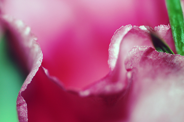 포토 JPG 해외이미지 꽃 분홍색 사람없음 초록색 장미 부드러움 해외포토 식물 컬러 감각 파일형식 이미지허브