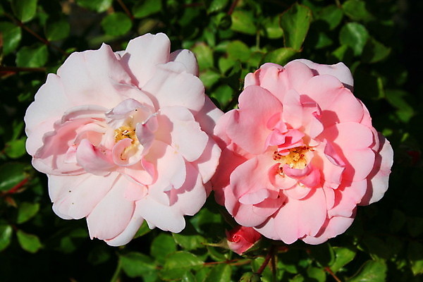 포토 JPG 해외이미지 주간 꽃 분홍색 사람없음 야외 장미 해외포토 자연요소 식물 컬러 파일형식 이미지허브