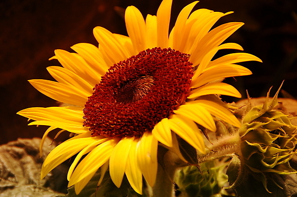 포토 JPG 해외이미지 꽃 해바라기 사람없음 태양 갈색 노란색 해외포토 자연요소 식물 컬러 파일형식 이미지허브