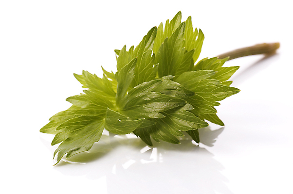 포토 JPG 해외이미지 식물 음식 백그라운드 잎 채소 재료 자연 건강 요리 사람없음 야외 초록색 약 정원 흙 봄 성장 신선 조미료 달콤 맛 다발 먹기 허브 향신료 유기농 향기 냄새 아로마 향 상록수 비타민 로즈메리 내추럴 생태학 식욕 처음 치료제 해외포토 웰빙 계절 교육 컬러 컨셉 의학 모션 생태계 영양소 향미료 파일형식 이미지허브