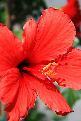 포토 JPG 해외이미지 자연 사람없음 야외 빨간색 히비스커스 해외포토 꽃 컬러 생태계 파일형식 이미지허브