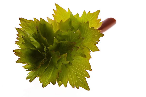 포토 JPG 해외이미지 식물 음식 잎 채소 재료 자연 건강 요리 사람없음 초록색 정원 봄 신선 조미료 맛 먹기 허브 향신료 향기 냄새 아로마 향 비타민 내추럴 생태학 치료제 해외포토 계절 교육 컬러 컨셉 모션 약 생태계 영양소 향미료 파일형식 이미지허브