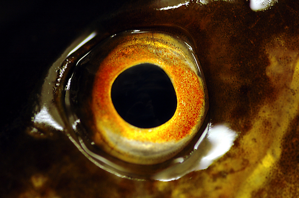 포토 JPG 해외이미지 동물 학생 응시 음식 바다 백그라운드 오렌지 부분 낚시 노르웨이 어류 사람없음 빛 검은색 젖음 눈동자 손목시계 해산물 묘사 붓꽃 섬광 어안 해외포토 시선 꽃 유럽 시계 컬러 과일 장신구 레저 수중동물 눈_신체부위 파일형식 이미지허브