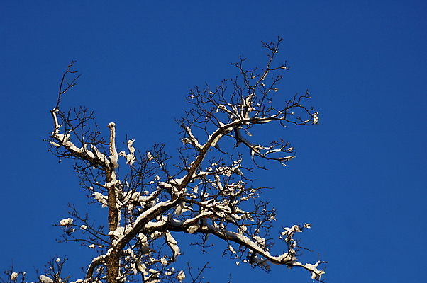 포토 JPG 해외이미지 나무 계절 겨울 하늘 노르웨이 사람없음 야외 파란색 냉동 얼음 추위 흰색 나뭇가지 신선 숲 서리 천국 반투명 옛날 해외포토 자연요소 식물 유럽 컬러 파일형식 이미지허브
