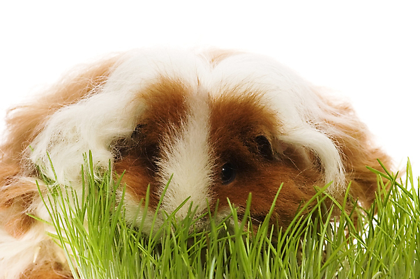 포토 JPG 해외이미지 한마리 근접촬영 사람없음 풀 기니피그 해외포토 식물 1 뷰포인트 포유류 파일형식 이미지허브