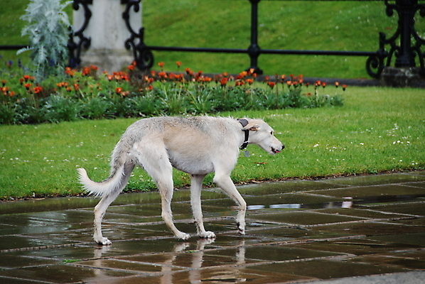 포토 JPG 해외이미지 동물 공원 사람없음 초록색 갈색 회색 젖음 개 해외포토 공공시설 컬러 포유류 파일형식 이미지허브