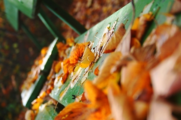 포토 JPG 해외이미지 나무 잎 벤치 오렌지 사람없음 초록색 노란색 황금 숲 11월 10월 해외포토 식물 컬러 의자 과일 날짜 파일형식 이미지허브