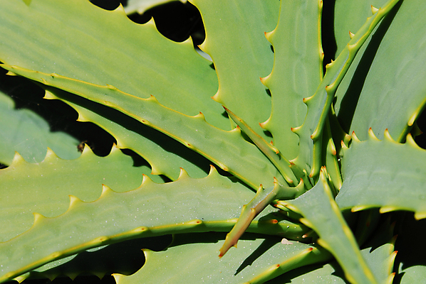 포토 JPG 해외이미지 식물 꽃 줄기 잎 오렌지 자연 건강 사람없음 야외 치료 빨간색 초록색 맑음 벚꽃 도움 뜨거움 가시 가득함 피부 원예 날카로움 영양 상록수 내추럴 알로에 이국적 해외포토 컬러 컨셉 과일 의학 날씨 취미 신체부위 생태계 파일형식 이미지허브