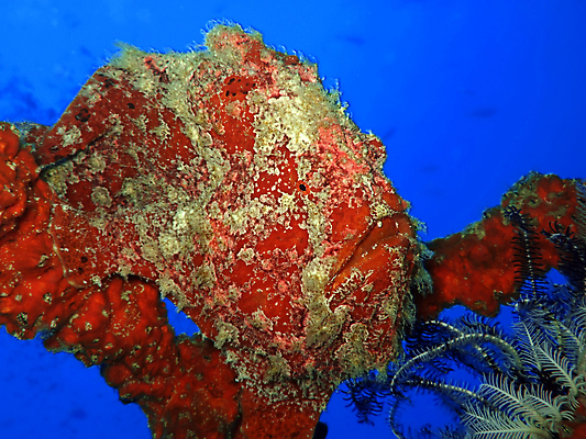 포토 JPG 해외이미지 동물 1 스포츠 바다 백그라운드 자연 이집트 어류 사람없음 야외 빨간색 물 컬러풀 바닷속 수중 수영 독약 스노클링 산호 위험 작음 인도인 엿보기 싱글 다이빙 암초 깊이 못생김 해외포토 자연요소 외국인 컬러 컨셉 모션 아프리카 동양인 수중동물 수상스포츠 자포동물 크기 생태계 수중스포츠 파일형식 이미지허브