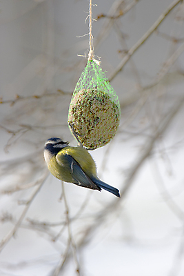 포토 JPG 해외이미지 야생동물 음식 겨울 자연 조류 사람없음 파란색 노란색 얼음 추위 흰색 먹이 먹기 먹여주기 기아 깃털 서리 수유 해외포토 자연요소 동물 계절 컬러 모션 사회이슈 생태계 파일형식 이미지허브