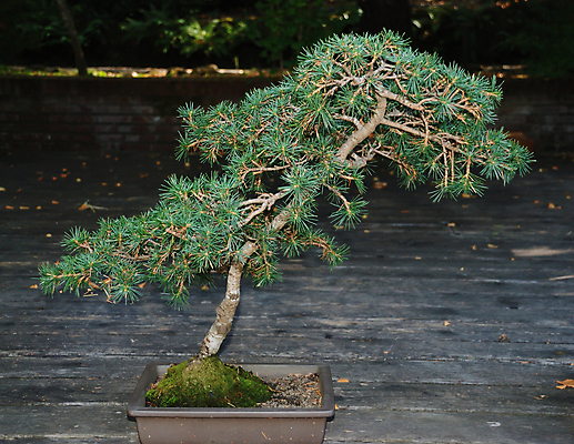 포토 JPG 해외이미지 나무 식물 전통 디자인 아시아 문화 화초 선 자연 주택 미술 동양인 취미 사람없음 장식 초록색 정원 일본 중국 흙 미니어처 성장 흰색 나뭇가지 도자기 냄비 작음 컨테이너 원예 침엽수 분재 난쟁이 심기 향나무 세련 해외포토 나라 산업 컬러 모션 문화예술 인종 건물 모형 솥 크기 생태계 파일형식 이미지허브