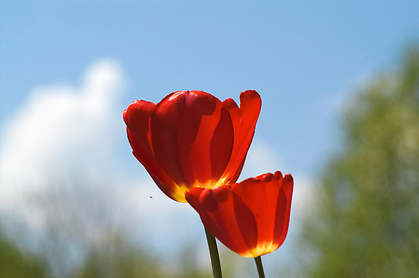 포토 JPG 해외이미지 꽃 백그라운드 2 자연 하늘 발렌타인데이 사람없음 빨간색 파란색 뷰티 꽃병 봄 튤립 벚꽃 흰색 신선 다발 오브젝트 해외포토 식물 계절 컬러 데이이벤트 생태계 파일형식 이미지허브