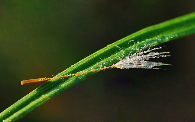 포토 JPG 해외이미지 식물 꽃잎 줄기 표면 잔디 사람없음 우주 안개 수집 땅바닥 생존 해외포토 꽃 날씨 바닥 파일형식 이미지허브
