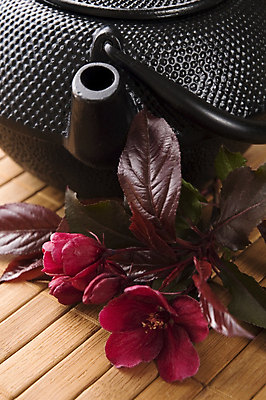 포토 JPG 해외이미지 꽃 잎 티타임 근접촬영 사람없음 찻주전자 꽃차 해외포토 식물 뷰포인트 주전자 휴식 차_음료 파일형식 이미지허브