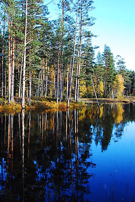 포토 JPG 해외이미지 나무 호수 잎 사람없음 물 파란색 반사 노란색 숲 해외포토 자연요소 식물 컬러 파일형식 이미지허브