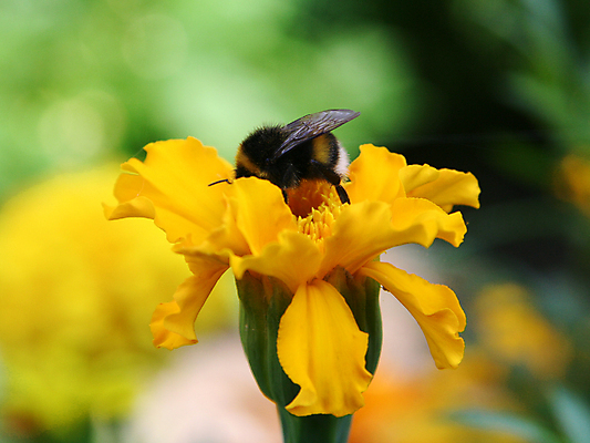 포토 JPG 해외이미지 식물 동물 꽃 곤충 날개 자연 사람없음 야외 초록색 여름 파란색 뷰티 노란색 정원 검은색 봄 들꽃 업무 벌레 숲 벌 먹기 묘사 꿀 찌르기 해외포토 계절 컬러 모션 작업 생태계 파일형식 이미지허브