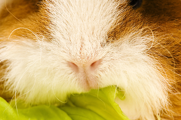 포토 JPG 해외이미지 한마리 근접촬영 사람없음 입 먹기 배추 기니피그 배추잎 해외포토 1 뷰포인트 채소 포유류 모션 신체부위 파일형식 이미지허브