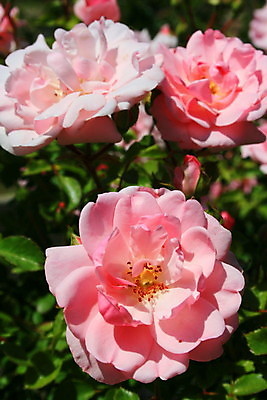 포토 JPG 해외이미지 주간 꽃 분홍색 사람없음 야외 장미 해외포토 자연요소 식물 컬러 파일형식 이미지허브