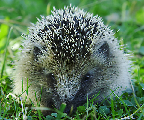 포토 JPG 해외이미지 동물 야생동물 사람없음 울타리 정원 못 돼지 가시 작음 날카로움 고슴도치 해외포토 포유류 담장 공구 크기 파일형식 이미지허브