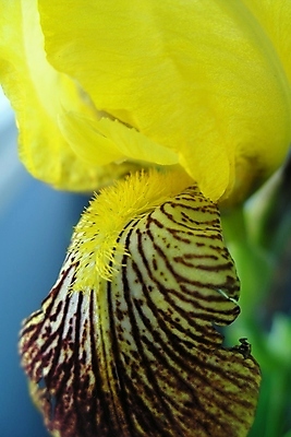 포토 JPG 해외이미지 식물 디자인 계절 꽃잎 꽃 백그라운드 잎 꽃무늬 자연 사람없음 야외 초록색 여름 빛 컬러풀 태양 뷰티 노란색 정원 봄 낭만 벚꽃 개화 닫기 묘사 붓꽃 내추럴 해외포토 자연요소 컬러 컨셉 무늬 모션 생태계 파일형식 이미지허브