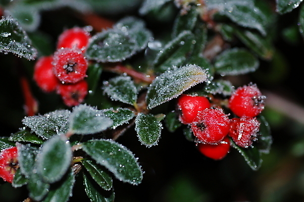 포토 JPG 해외이미지 겨울 산 사람없음 빨간색 초록색 서리 크랜베리 해외포토 계절 열매 컬러 파일형식 이미지허브