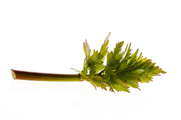 포토 JPG 해외이미지 식물 음식 잎 채소 재료 자연 건강 요리 사람없음 초록색 정원 봄 신선 조미료 맛 먹기 허브 향신료 향기 냄새 아로마 향 비타민 내추럴 생태학 치료제 해외포토 계절 교육 컬러 컨셉 모션 약 생태계 영양소 향미료 파일형식 이미지허브