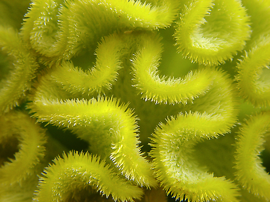 포토 JPG 해외이미지 곡선 털 사람없음 초록색 구부린 해외포토 선 컬러 모션 파일형식 이미지허브