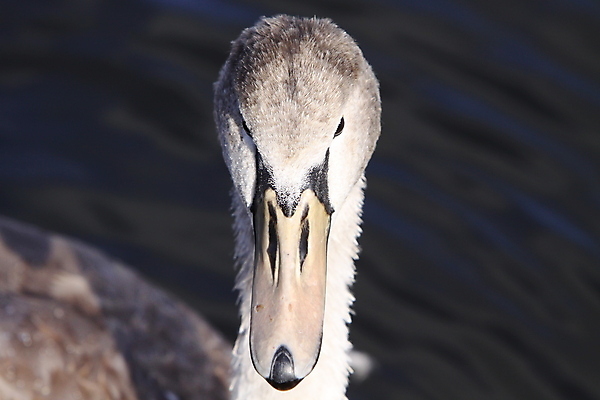 포토 JPG 해외이미지 동물 조류 사람없음 물 강 흰색 부리 백조 물새 해외포토 자연요소 컬러 파일형식 이미지허브