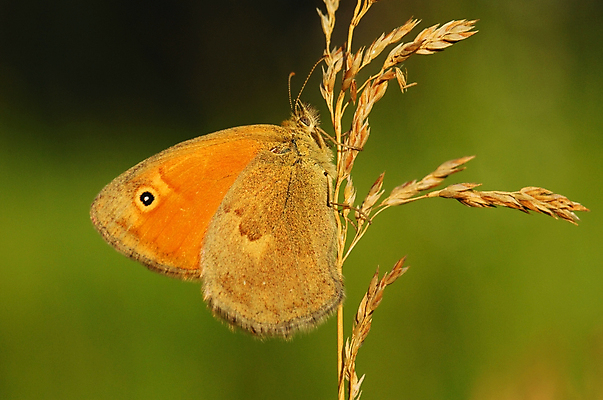 포토 JPG 해외이미지 나비 곤충 오렌지 친절 사람없음 빨간색 초록색 뷰티 노란색 침묵 봄 꿈 저녁 6월 9월 5월 귀 8월 7월 땅바닥 생태학 해외포토 동물 계절 교육 컬러 과일 바닥 신체부위 소리 날짜 야간 파일형식 이미지허브
