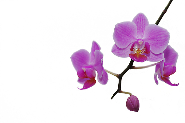 포토 JPG 해외이미지 식물 꽃 분홍색 꽃다발 백그라운드 잎 채소 자연 이벤트 사람없음 장식 초록색 뷰티 머리 환경 정원 보라색 성장 벚꽃 흰색 나뭇가지 화려 난초 고급 우아함 보호 불기 제비꽃 오브젝트 싱글 데이지 심플 고립 부족함 해외포토 나무 컬러 컨셉 모션 신체부위 생태계 파일형식 이미지허브