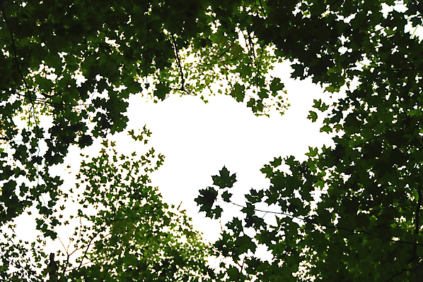 포토 JPG 해외이미지 나무 식물 디자인 백그라운드 단풍 잎 패턴 자연 추상 프레임 미술 사람없음 목재 장식 초록색 여름 나뭇가지 최고 정상 숲 유기농 내추럴 엘리먼트 국경 해외포토 웰빙 계절 컬러 무늬 재료 문화예술 생태계 파일형식 이미지허브