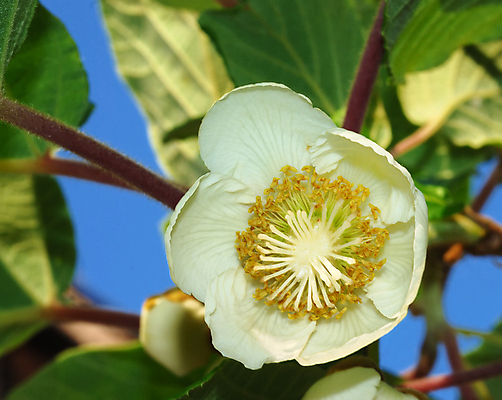 포토 JPG 해외이미지 식물 꽃잎 꽃 백그라운드 잎 꽃무늬 자연 하늘 아침 사람없음 야외 초록색 파란색 빛 뷰티 노란색 정원 맑음 봄 성장 벚꽃 흰색 나뭇가지 신선 개화 5월 묘사 원예 심플 부드러움 내추럴 해외포토 주간 나무 계절 컬러 무늬 날씨 취미 감각 날짜 생태계 파일형식 이미지허브