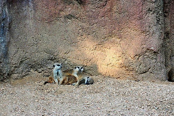 포토 JPG 해외이미지 동물 응시 얼굴 야생동물 장난 포유류 가족 아프리카 자연 휴식 생물 주택 동물원 경비 사람없음 사막 조약돌 관찰 잠 입 황무지 터널 닫기 보호 작음 손목시계 경계 먼지 주둥이 남쪽 미어캣 발톱 생태학 칼라하리 안락 해외포토 시선 교육 나라 길 시계 컨셉 장신구 관계 모션 발 안전 건물 신체부위 돌_바위 크기 방향 생태계 파일형식 이미지허브