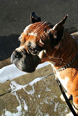 포토 JPG 해외이미지 동물 행복 자연 휴식 수영장 서기 경비 사람없음 갈색 검은색 개 보호 씻기 빨래 청소 경계 보안 비누 해외포토 감정 컬러 컨셉 가사 포유류 모션 안전 위생용품 청결 생태계 파일형식 이미지허브