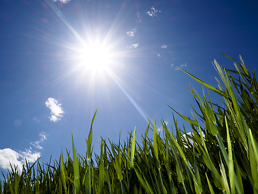 포토 JPG 해외이미지 식물 계절 음식 밭 농업 자연 하늘 날씨 사람없음 초록색 파란색 빛 농작물 햇빛 태양 뷰티 농장 환경 봄 수확 성장 광선 시골 신선 시리얼 밀 허브 지구온난화 천국 밭일 해외포토 자연요소 산업 컬러 곡류 생태계 기후변화 파일형식 이미지허브