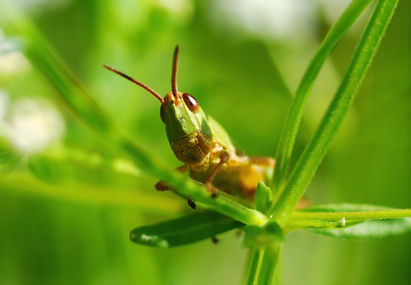 포토 JPG 해외이미지 식물 줄기 곤충 밭 날개 자연 아침 친절 사람없음 초록색 물 세계 뷰티 머리 봄 새벽 물방울 이슬 메뚜기 리빙 유지 해외포토 주간 자연요소 동물 계절 컬러 농업 신체부위 생태계 파일형식 이미지허브