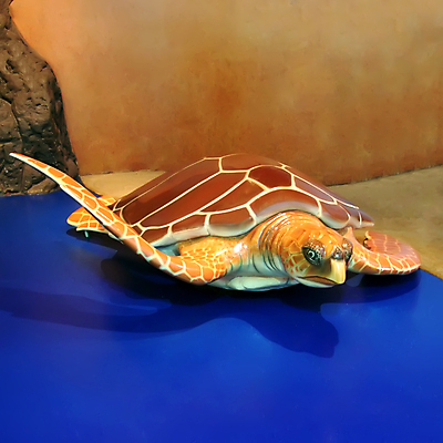 포토 JPG 해외이미지 바다 파충류 자연 어류 사람없음 초록색 물 환경 수영 산호 거북이 생물학 암초 소금물 인공 해외포토 자연요소 동물 교육 컬러 수중동물 수상스포츠 자포동물 생태계 파일형식 이미지허브